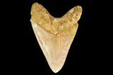 Serrated, Fossil Megalodon Tooth (Repaired) - Indonesia #161700-1